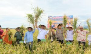 Panen Perdana Padi Genjah dan Jagung, Bupati Bantaeng Perkuat Visi Kabupaten Benih Berbasis Teknologi