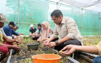 Pemkab Bantaeng Perkuat Ketahanan Pangan Lewat Distribusi Benih Unggul